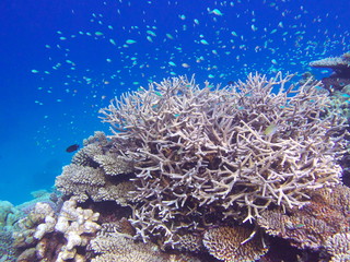 Fototapeta na wymiar モルディブ ラーム環礁の海中