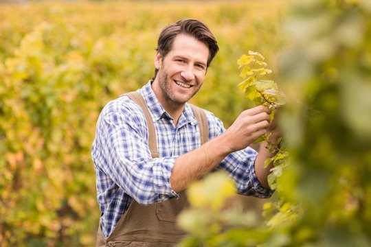 Smiling Winegrower Harvesting The Grapes