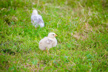 Small cute white chick with another on the background on fresh green grass sugesting adorable...