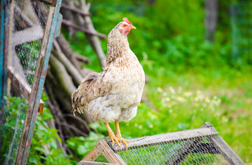 White chicken sitting on a home made rural chicken pen with a fresh green background on a sunny warm day suggesting home grown domestic food