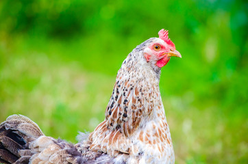 Chicken portrait in a close view on a sunny day with a fresh green background with the chick looking at you