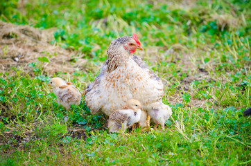 White chicken protecting her chicks on a sunny summer day on the freshly cut green grass suggesting natural grown animals