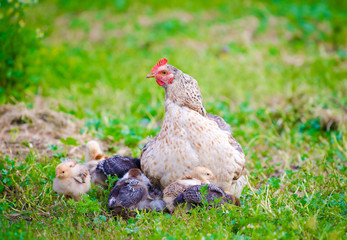 Chicken hen protecting her sall cute chicks wich are sitting under her on the fresh green grass on a warm day suggesting home grown domestic birds