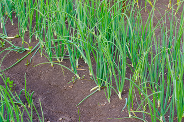 Onion patch in a rural garden with fertile soil suggesting organic home grown healthy vegetables