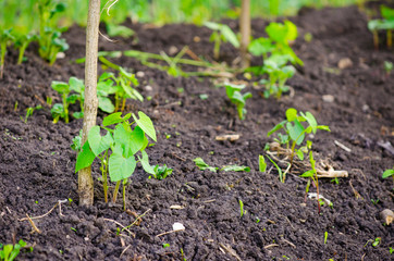Small young new pea plant growing in fertile rural soil with a pole next to it suggesting home grown healthy organic vegetables