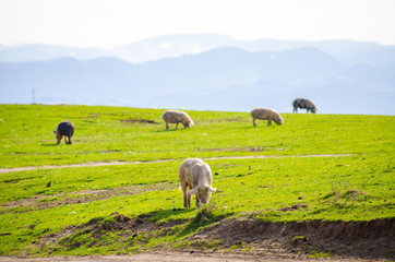 Pigs eating grass at the countryside on a dirty field with fresh green vibrant grass and one pig in...