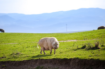 White fat pig on a green dirty hill at a rural farm looking at you and suggesting natural ecological grown domestic animal