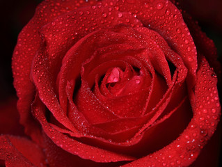 Fresh close up macro shot of a red rose.