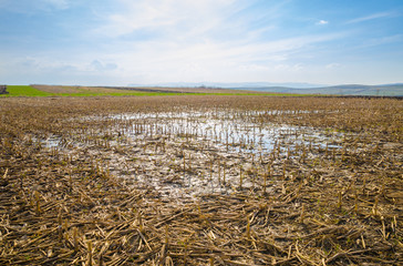 Flooded farm land corn field with remains after harvesting due to heavy rain causing a puddle and wet land on a sunny spring day with a blue cloudy sky