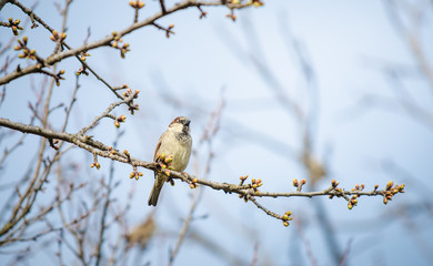 Small bird hanging on a tree branch during a cloudy spring day with buds opening up with the focus on the bird