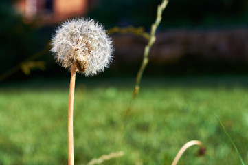 dandelion on lawn