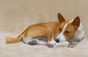 Naklejka na ściany i meble Cute basenji dog resting on a sofa