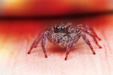 Spider