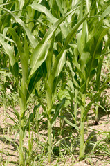 corn field agriculture / corn plant