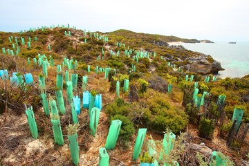 Revegetation area