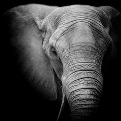 Fototapeta premium Elephant