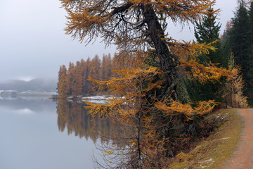 Obraz premium Lake St. Moritz with the first snow in the autumn