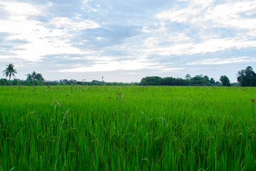 Green of  rice in field