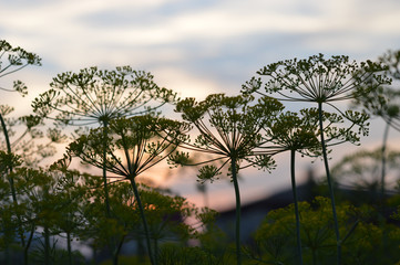 Dill at sunset