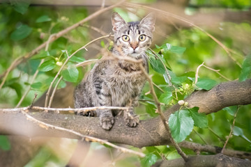 Naklejka na ściany i meble playful cat climbed the tree
