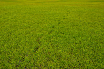 Fototapeta na wymiar Grass texture with a chain of footprints 