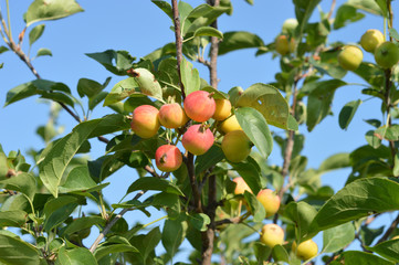 apple tree branch against the sky