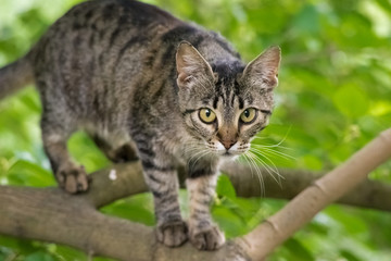 playful cat climbs a tree