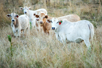Outback cows in the paddock during the day in Queensland