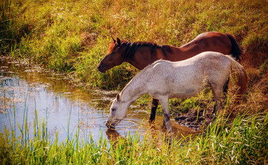 Two horses drinking water from the creek - 88042485