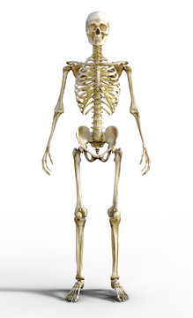 Das Menschliche Skelett 