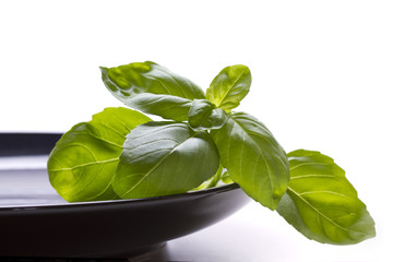 Obraz premium Basil leaves on a blue plate - white background with space for copy/text/type