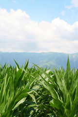 Fototapeta premium campo di mais verde in estate