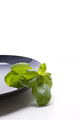 Basil leaves on a blue plate - white background with space for copy/text/type