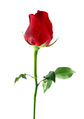 Red rose isolated on white background.