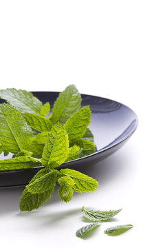 Mint Leaves on a blue plate - white background with space for copy/text/type