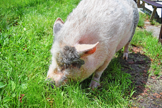 4 Best ポットベリードピッグ Images Stock Photos Vectors Adobe Stock