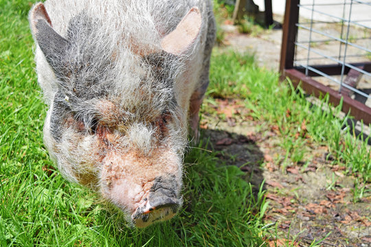 4 Best ポットベリードピッグ Images Stock Photos Vectors Adobe Stock