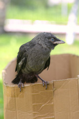 Small jackdaw