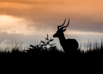 African Antelope Silhouette