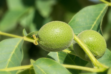 Walnuss, Walnut, 15099.jpg