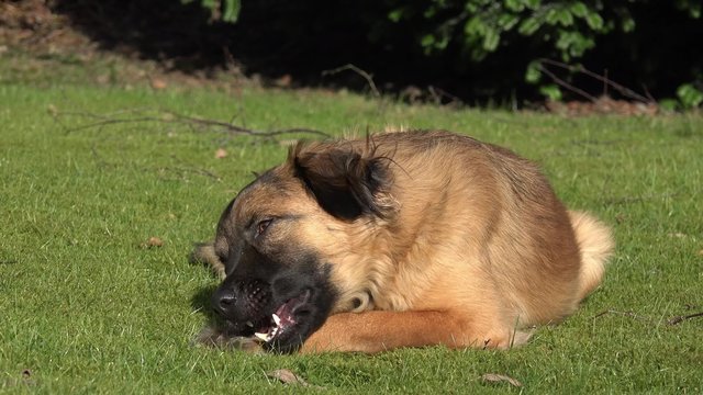 Hund mit Knochen auf der Wiese