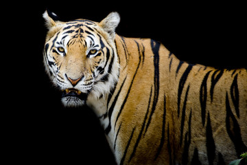 Tiger, portrait of a bengal tiger.