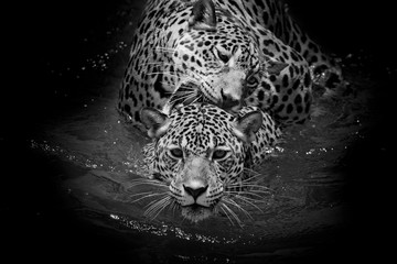 Panele Szklane Podświetlane  z bliska Portret Jaguara
