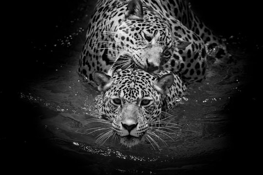 close up Jaguar Portrait