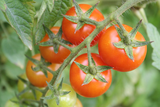 pomodori tondi rossi su pianta