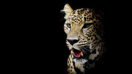 Fototapeta na wymiar Leopard portrait