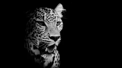 Selbstklebende Fototapeten Leopardenporträt © art9858