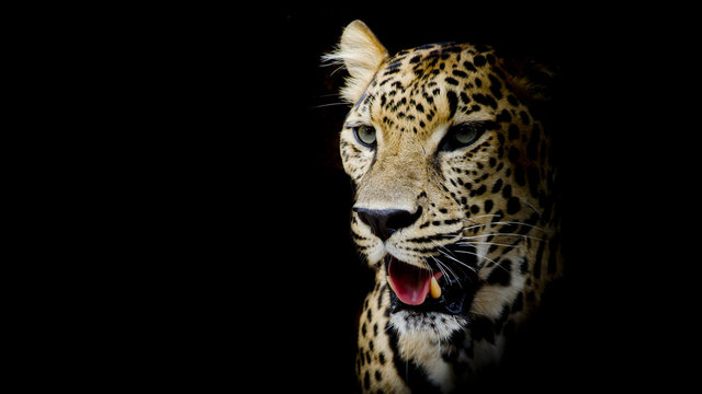 Leopard portrait