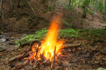 Bonfire in the forest.