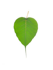 bodhi leaf  on white background